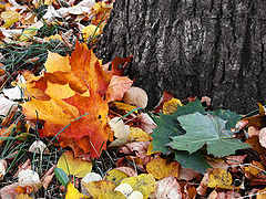 photo "The last autumnal"