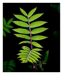photo "Green leaf"