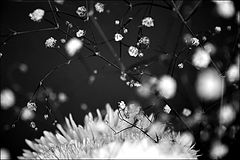 photo "- godik -"