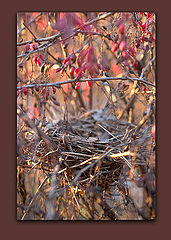photo "One flew over the cockoo`s nest"