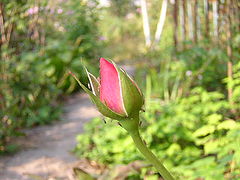 photo "Rose"