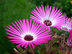 photo "Flower"