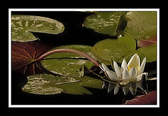 фото "Lily Pads"