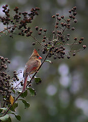 photo "Northern Cardinal"