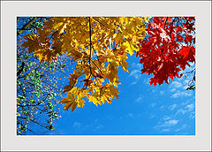 photo "investigating colors..."