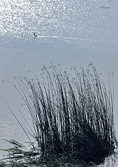 photo "Untitled photo"