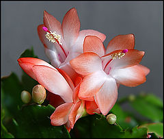 фото "Cactus Flower"