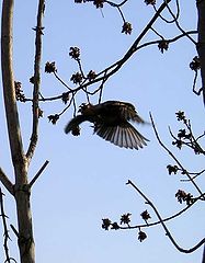 photo "a flight"
