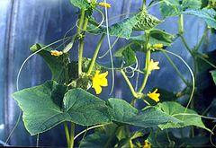 photo "Cucumbers"