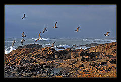 фото "the fisherman"
