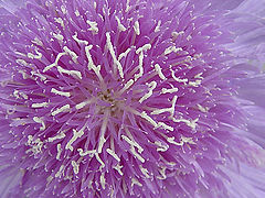 фото "Lavender Flower"