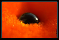 photo "orange_n_black"