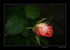 photo "Lady in ...."