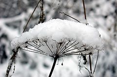 фото "Первый снег."