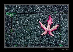 photo "Bye - bye ..."