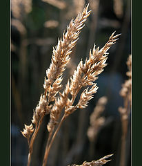 фото "Seven Seas of Rye"