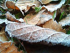 фото "Frost in the wood."