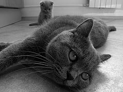 photo "Tired to be a mother"