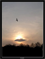 photo "Flight"