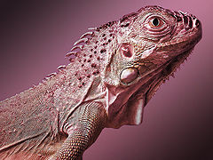 photo "Small dinosaur"