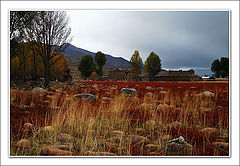 photo "red meadow"
