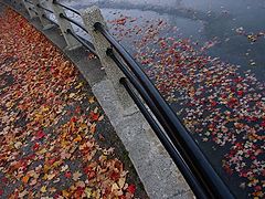 фото "First Frost"