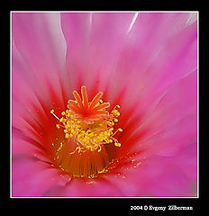 фото "Cactus flower"