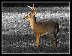 фото "That`s one buck please"