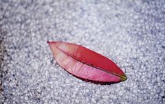 фото "Lips"