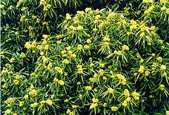 фото "Sweet Chestnut Flowers"