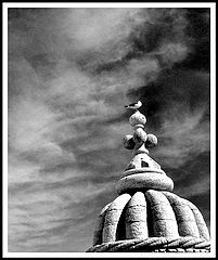 фото "historical gull"