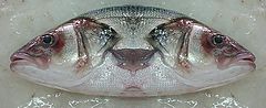photo "Fish & Fish"