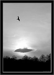 photo "Flight (repost)"