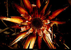 фото "orange break"