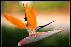 photo "Heaven Bird"