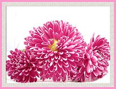 photo "Flowers"