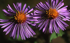 photo "Purple Twins"