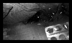 photo "in the wilds of organism"