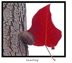 photo "Snailing"