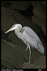 photo "Blue Heron"