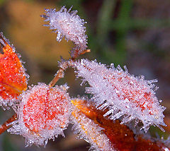 photo "Crystals"