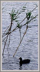 photo "Lake"