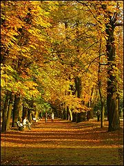 photo "Amber Alley"