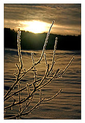 photo "Ice crystals"