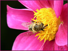 фото "...."