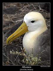 photo "Albatros (Diomedea irrorata)"