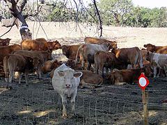 photo "Catch the cow"