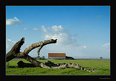 фото "Natural frame"