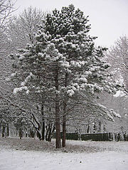 photo "Winter.."
