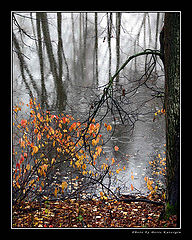 photo "Autumnal weeping of nature"